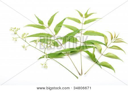 Neem listy azadirachta Indica