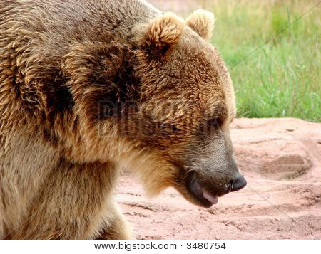 Oso grizzly