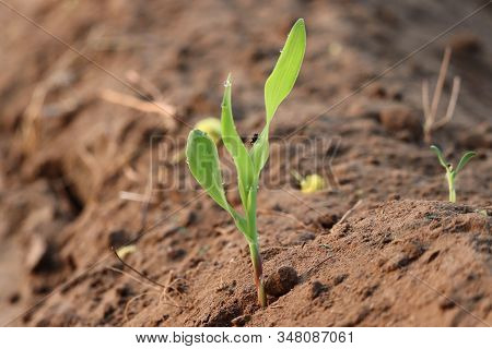 Agriculture. Growing Corn Plants. Corn Plant Seedling. Hand Nurturing And Watering Young Baby Plants