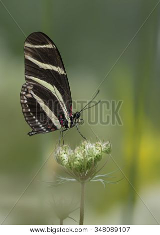 Zebra Longwing Butterfly (heliconius Charithonia) On A Beautiful White Flower (gerbera) In A Summer 