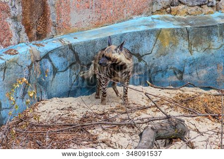 Striped Hyena (hyaena Hyaena) On A Ground