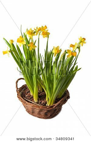 Boquet แดฟโฟดิลส์ในตะกร้า