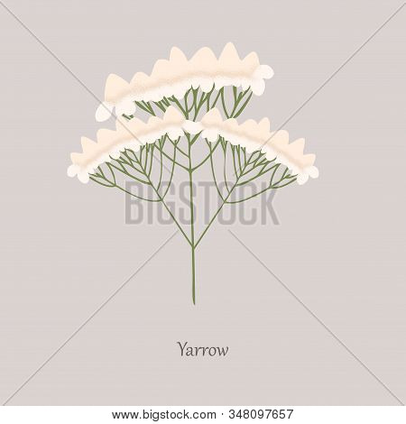 Yarrow, Achillea Millefolium With White Flowering On A Gray Background.