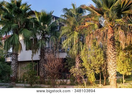 Palm Tree With Fruit Near The Hotel