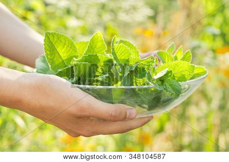 Fresh Cut Leaves And Sprigs Of Mint In Plate, Girls Hands With Mint On Sunny Summer Day, Natural Eco