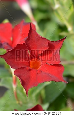 Mandevilla Bella Red Flower - Latin Name - Mandevilla Bella Red