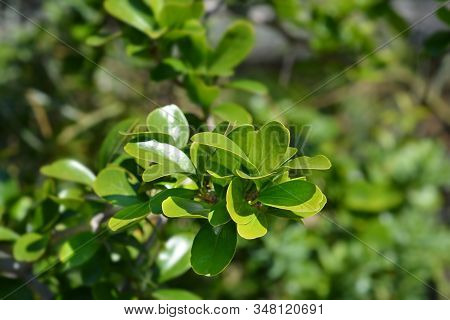 Kei Apple Leaves - Latin Name - Dovyalis Caffra