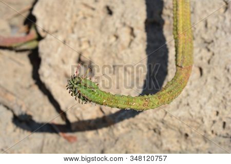 Fringed Spurge - Latin Name - Euphorbia Fimbriata