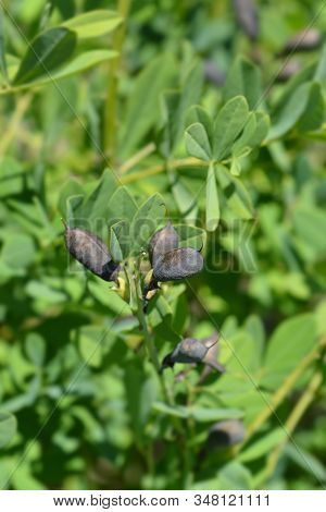 False Indigo Solar Flare Seed Pods - Latin Name - Baptisia X Variicolor Solar Flare