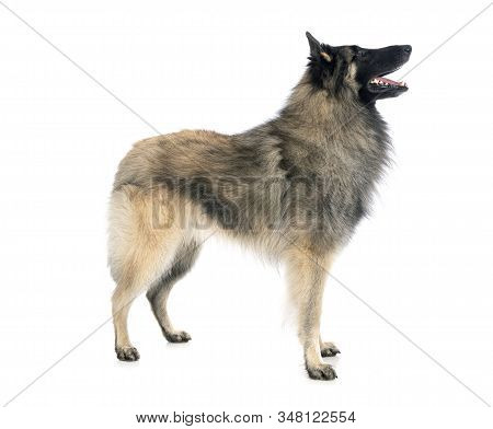 Adult Tervueren In Front Of White Background