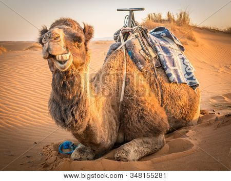 Funny Camel Making Faces At The Sahara Desert, Merzouga, Morocco