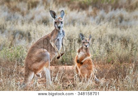 Red Kangaroo With Joey