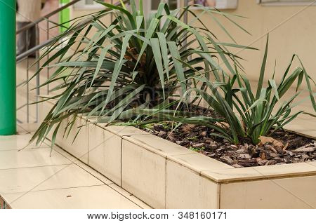 Yuka Garden Or Yuka Filamentous (yucca Filamentosa). Two Bushes Of Evergreen Bushes In The Flowerbed