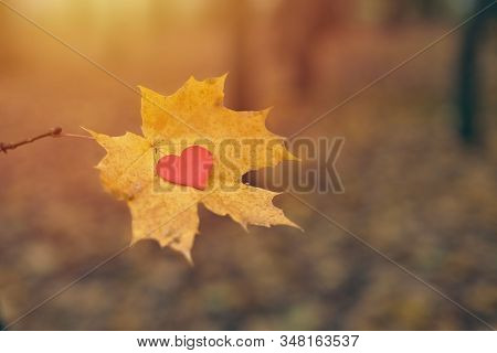 Open Pure Heart Concept, Copy Space. Heart On Maple Leaf. Unrequited, One-sided Love Or Loneliness S