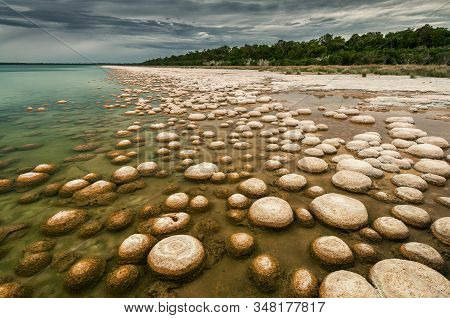 Very Rare Thrombolites At Lake Clifton In Yalgorup National Park