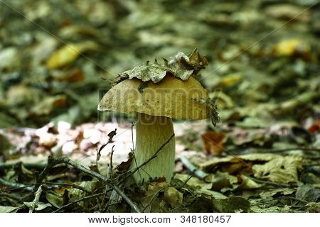 Among The Fallen-down Foliage On A Glade In The Deciduous Wood There Is A Beautiful Large Cep.