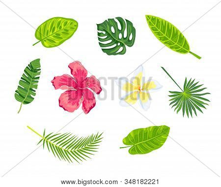 Jungle Leaves And Tropical Flowers Vector Set. Design Elements Isolated On White Background.