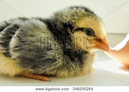 Black-yellow Chicken Borkovsky A Multi-colored Breed Sits On A White Surface Against The Background 