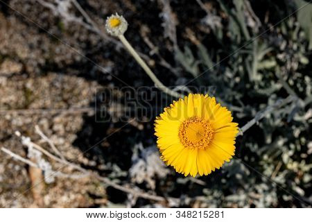 Desert Sunflower Bright Yellow Petals, Orange Center Close Up With Blurred Bokeh Background, Desert 