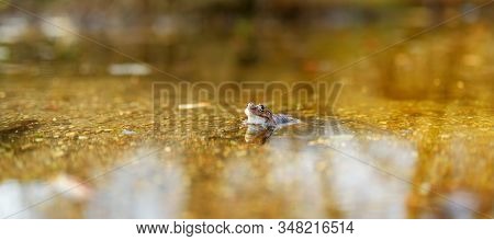Common Green Frog In Water On Springtime
