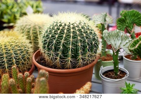 Big Cactus In Pot. Funny Cactus For Home Decoration. Fluffy Cactus With Long Needles. Beautiful Inte