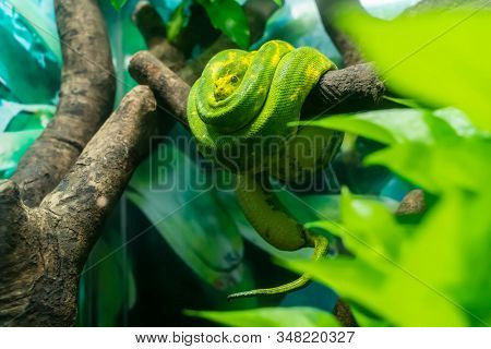 Green tree python wrapped around a dead tree branch