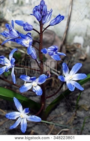 Snowdrop Is The First Spring Flowers Blooming In The Forest. Macro. Natural Floral Background.