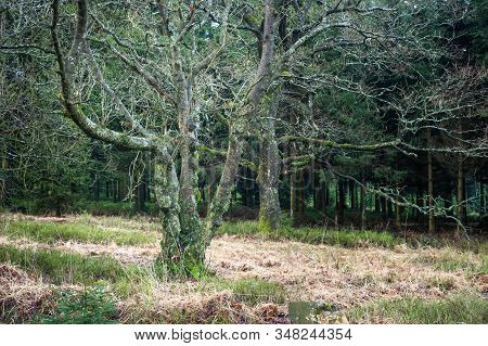 Old And Kinky Trees Covered With Mosses And Lichen At The Edge Of Dark Pines Forest In Winter Time. 
