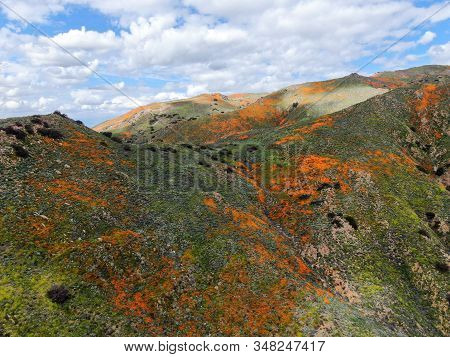 Aerial View Of Mountain With California Golden Poppy And Goldfields Blooming In Walker Canyon, Lake 