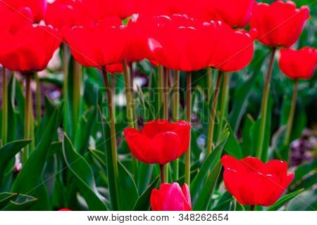Beautiful Bright Red Tulips In The Photo With A Blurred Background And Soft Focus Trick For Greeting