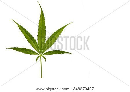 Cannabis Leaf, Marijuana Isolated Over White Background