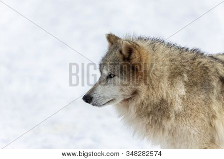 Grey Wolf (canis Lupus)  Also Known In North America As Timber Wolf In Winter.