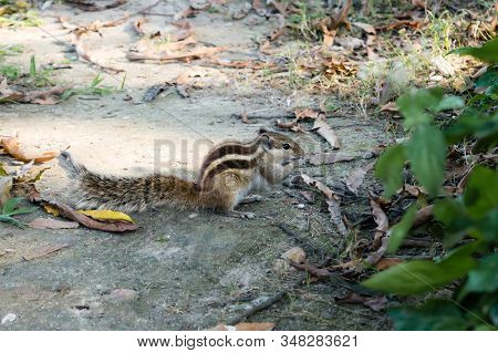 A Small Striped Ground Squirrel (fat Dormouse ) Rodent Family, Eating Nut Food In A Public Park. Ani