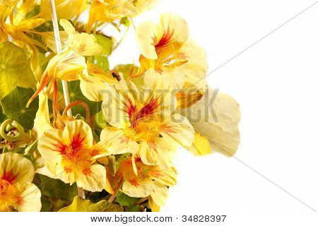Kresse (Tropaeolum Majus)