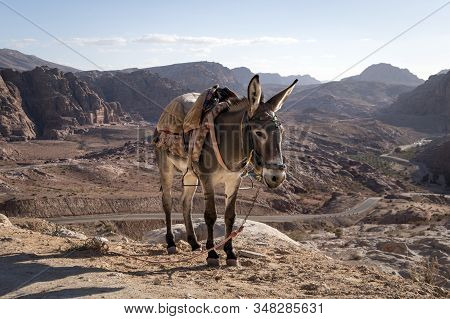 A Young Donkey With A Saddle On Its Back Stands On A High Rock Against A Cloudy Blue Sky.