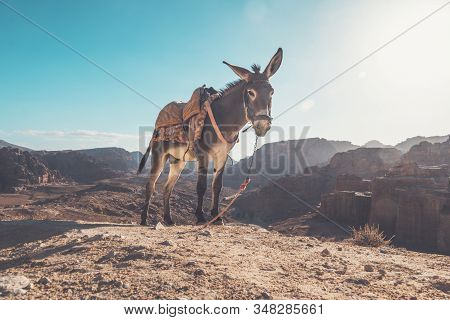 Donkey In A Desert To Be Ride Inside Petra. Donkey With A Saddle On Its Back On Ayt Blue Sky Under A