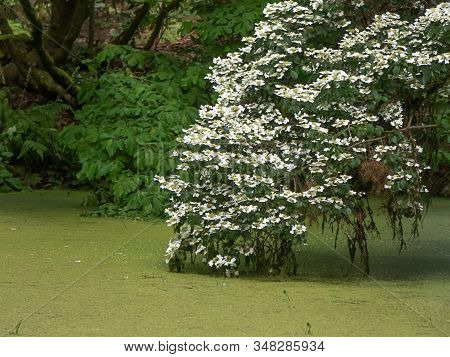 Light Green Alge Covering The Surface Of A Pond