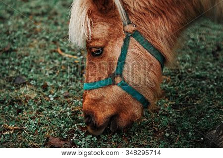 Close-up Head Of The Brown Horse And Green Grass Background