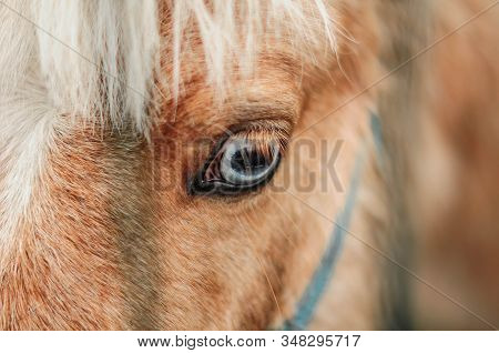 Close-up Big Blue Eye Of The Brown Horse