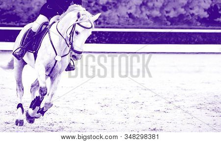 Horse And Rider, Black And White Banner Or Header, Billboard, Duo Tone, Red. Beautiful White Horse P
