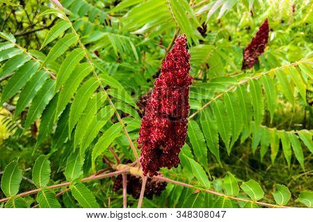 Blood Amaranth. Amaranthus Paniculatus In Garden. Nature.