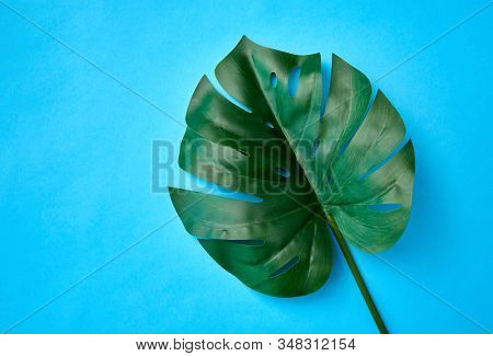 nature, flora and exotic plants concept - green monstera deliciosa or swiss cheese plant leaf on blue background