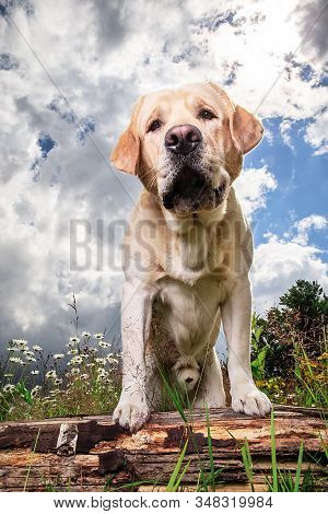 Yellow Labrador Retriever On Green Forest Meadow