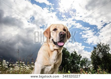 Yellow Labrador Retriever On Green Forest Meadow