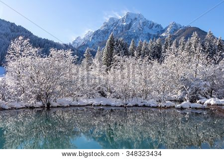 Zelenci Springs Nature Reserve Near Kranjska Gora, Slovenia In Winter. Sunny Morning With Fresh Snow