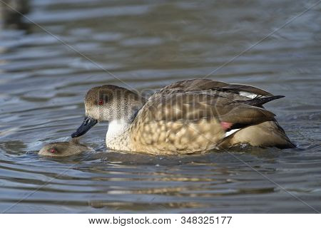 Patagonian Crested Duck - Lophonetta Specularioides Specularioides 
Pair Mating