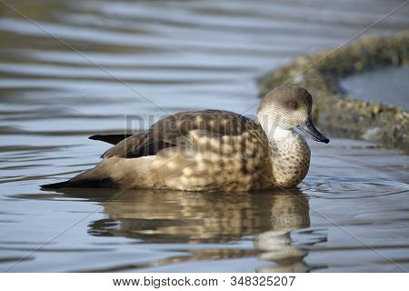 Patagonian Crested Duck - Lophonetta Specularioides Specularioides 
From Southern Chile, Southern Ar