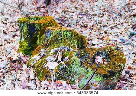 Old Stump On Whitch Green Moss Grows
