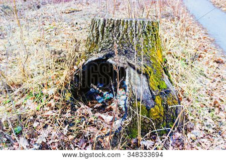 Old Stump On Whitch Green Moss Grows