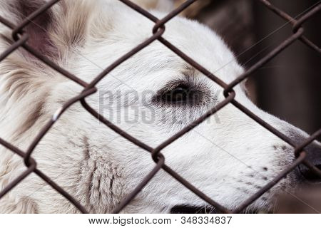 Caged Dog, With Sad Face. Dog In Shelter Eyes Of An Abandoned Animal.